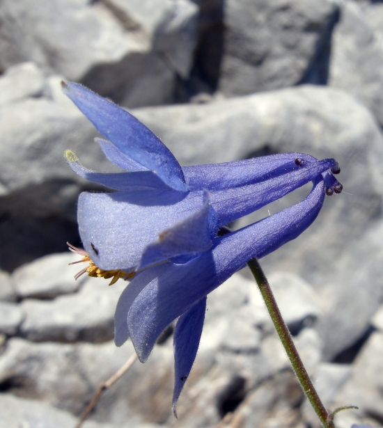 Aquilegia magellensis /  Aquilegia magellense